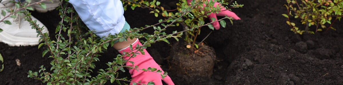Жители Новых Химок выбирают растения для озеленения двора