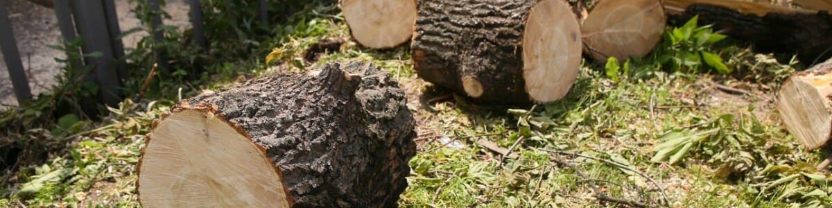 В химкинском дворе произвели опиловку аварийных деревьев