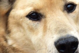 В Химках проведут благотворительную акцию в поддержку животных из приютов