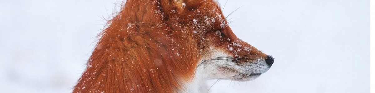 Химчане могут оценить фотовыставку, посвященную дикой природе Камчатского края