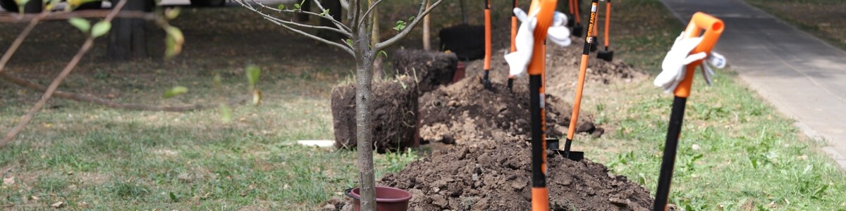 129 площадок подготовили в Химках к акции «Наш лес. Посади своё дерево»