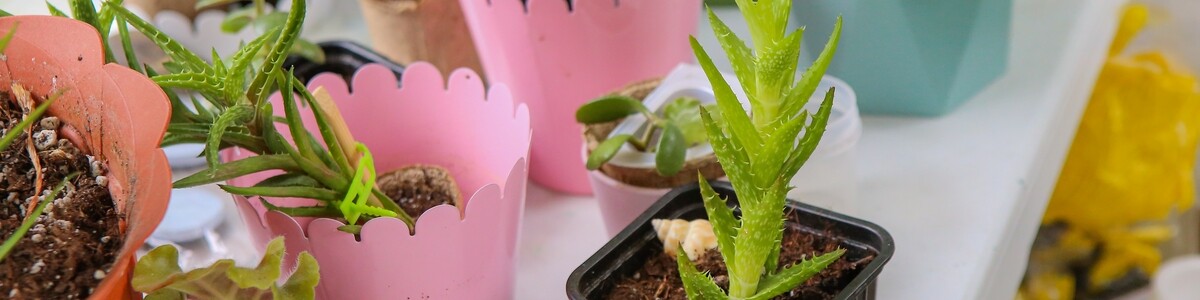 Жители Химок обменяли более 300 домашних растений на экологической акции «Цветочный своп»